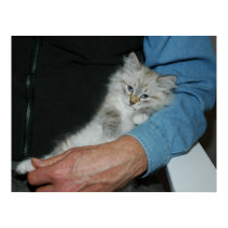 Holding Kitten Poster posters by ArtistNikki Holding Kitten Poster posters
