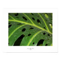Holey Leaf posters