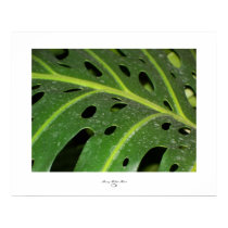 Holey Leaf posters by SherryHHunt Holey Leaf posters