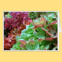 Holiday Blossoms cards