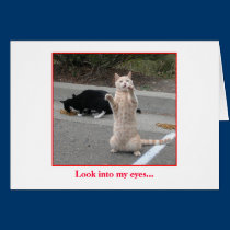 Holiday Card cards