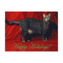 Holiday Cat - postcard by Angie529 Holiday Cat - postcard