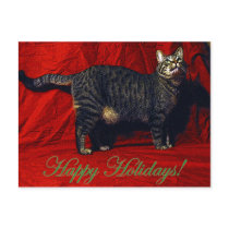 Holiday Cat - postcard