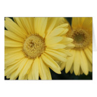 Holiday greeting card,daisy flowers