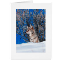 Holiday Greeting Cards Winter Nature