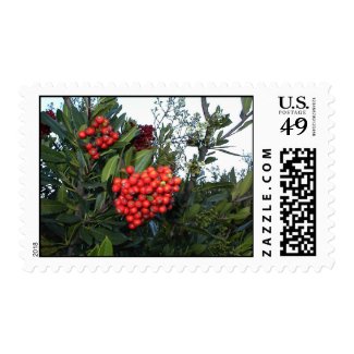 Holiday Postage Stamp: Red Cotoneaster Berries
