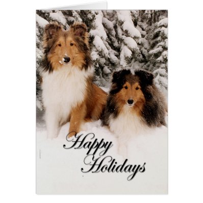 Holiday Shelties Greeting Card