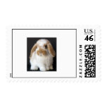 Holland Baby bunny postage stamp