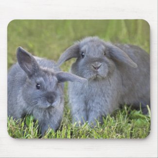 Holland Lop Bunnies mousepad