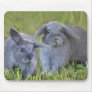 Holland Lop Bunnies Mouse Pads
