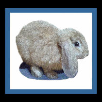 Holland Lop Ear Rabbit Prints and Posters