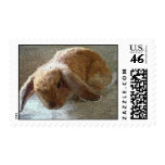 Holland Lop Eared Rabbit Postage Stamps Holland Lop Eared Rabbit Postage Stamps