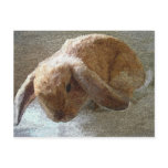 Holland Lop Eared Rabbit Postcards Holland Lop Eared Rabbit Postcards