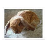 Holland Lop Eared Rabbit Prints and Posters Holland Lop Eared Rabbit Prints and Posters