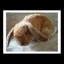 Holland Lop Eared Rabbit Prints and Posters