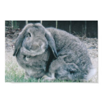 Holland Lop Rabbit posters