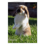 Holland Lop Standing up Greeting Cards