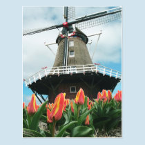 Holland Tulip Time Flowers Windmill postcards