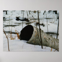Hollow Birch Poster Print posters