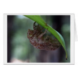 hollow bug greeting card