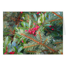 Holly and Pine Cards