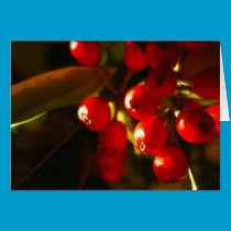 Holly Berries Holiday Card cards