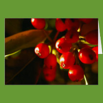 Holly Berries Holiday Card