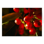 Holly Berries Holiday Card