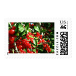 Holly Berries Postage Stamp