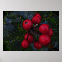 Holly Berries Posters