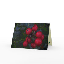 Holly Berries Seasons Greetings Card