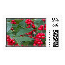 Holly Berry Merry Christmas Postage Stamp