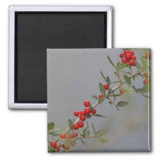 Holly berry stem against grey background magnet