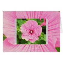 Holly cards