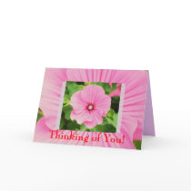 Holly cards