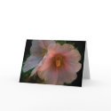 Holly Hock Note Card