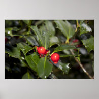 holly leaves and berries, rain drops poster