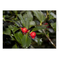 Holly leaves and red berries, Christmas Card