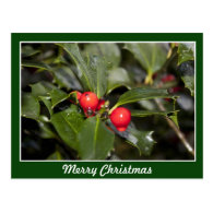 Holly leaves and red berries, Merry Christmas Post Card