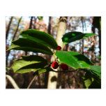 Holly Leaves I Holiday Christmas Nature Botanical Postcard