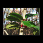 Holly Leaves Postcard
