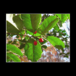 Holly Leaves Postcard