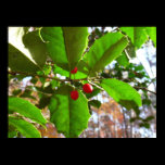 Holly Leaves Poster