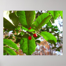 Holly Leaves Poster