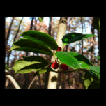 Holly Leaves Poster