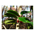 Holly Leaves Poster