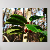 Holly Leaves Poster