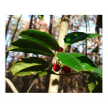 Holly Leaves Poster Print