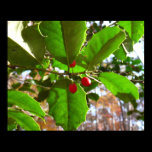 Holly Leaves Poster Print