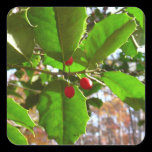 Holly Leaves Sticker